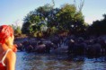/album/botswana/botswana-2q-chobe-n-p-branco-elefanti-jpg/